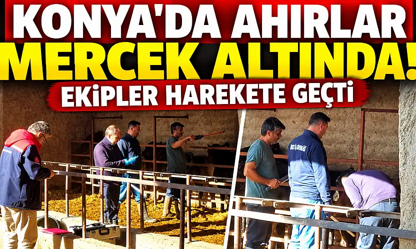 Konya'da ahırlar mercek altında! Ekipler harekete geçti