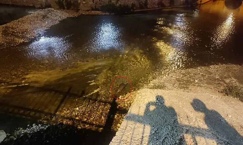 Konya'da akşam saatlerinde ortaya çıktı! Görenler telefonuna sarıldı