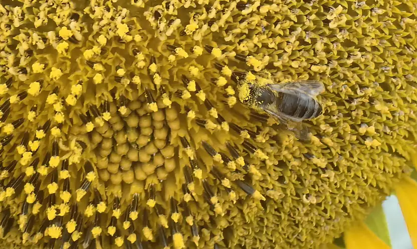 Konya'da arılar tarlaya indi! Verimi artıracak...