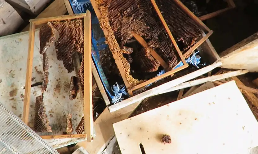 Konya'da ayı istilası! Atalık hanaylara giren ayı, kara kovan balını talan etti