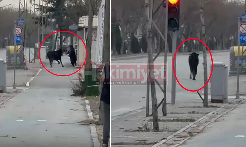Konya'da başıboş inek paniği