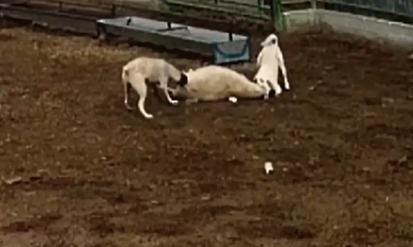 Konya'da besledikleri köpekler dehşet saçtı