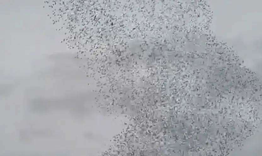 Konya'da binlerce sığırcığın sabah dansı büyüledi