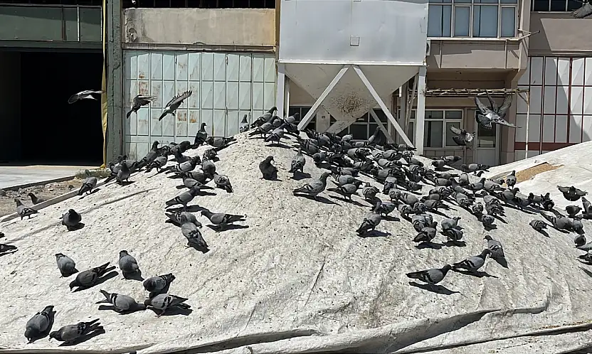 Konya'da buğdayın bir de kanatlı müşterileri var