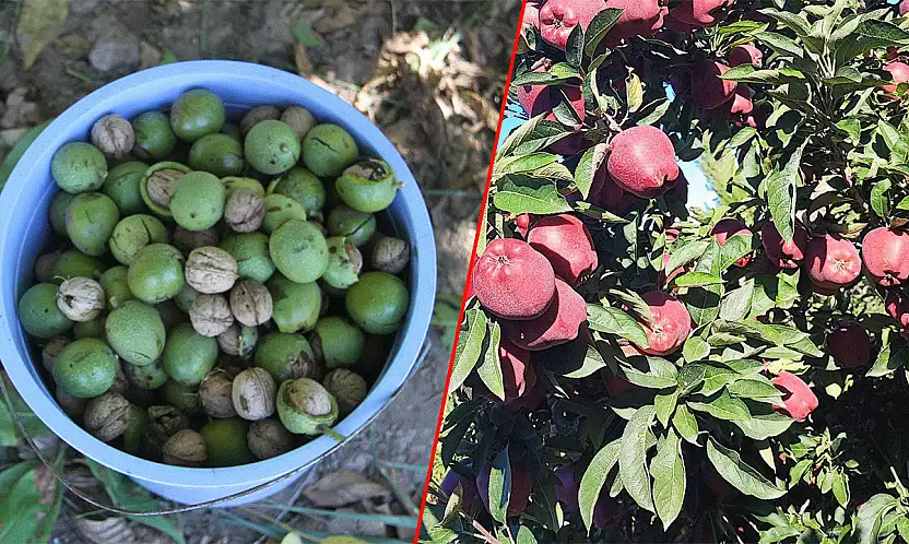 Konya'da dallar bereket dolu! Çifte hasat sevinci