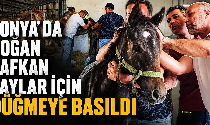 Konya'da doğan safkan taylar için düğmeye basıldı