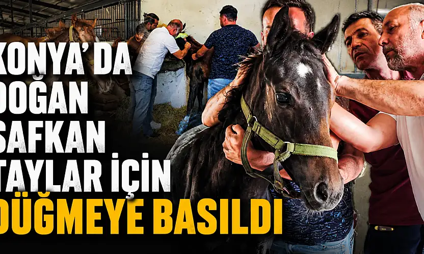 Konya'da doğan safkan taylar için düğmeye basıldı