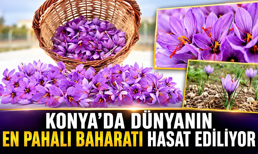 Konya'da dünyanın en pahalı baharatı hasat ediliyor