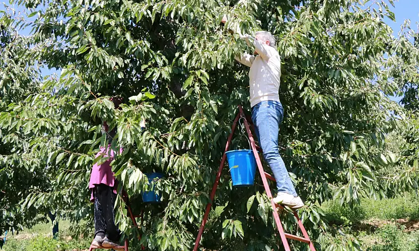 Konya'da eylül bereketi! Hasat hâlâ devam ediyor