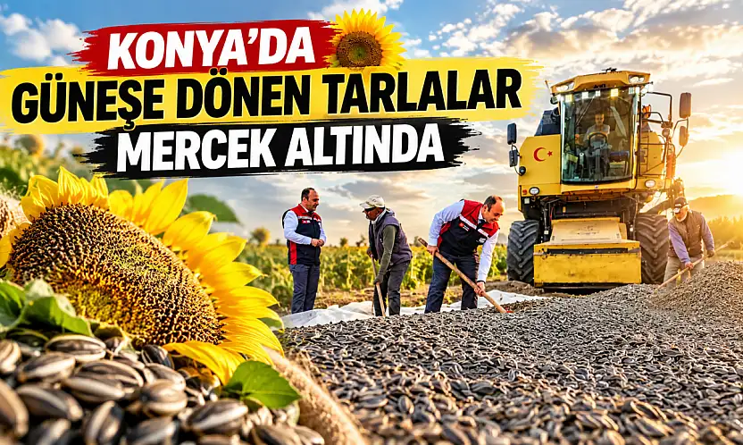 Konya'da güneşe dönen tarlalar mercek altında