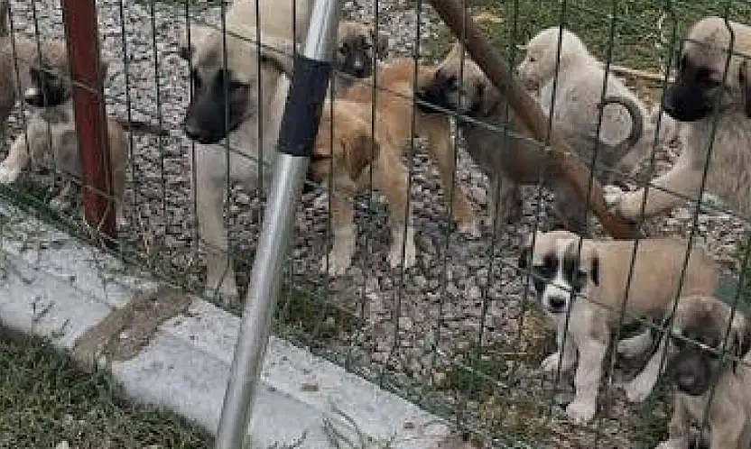 Konya'da hayvan barınağıyla ilgili dikkat çeken iddialar