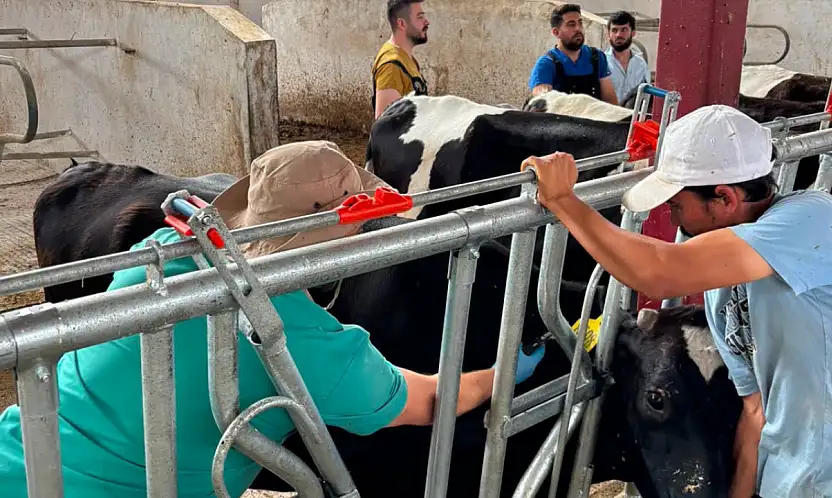 Konya'da hayvancılıkta sağlık operasyonu: Haritadan silmek için gece gündüz sahadalar