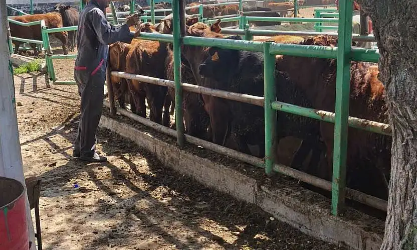 Konya'da ithal hayvanlara sıkı takip: Ekipler sahaya indi!