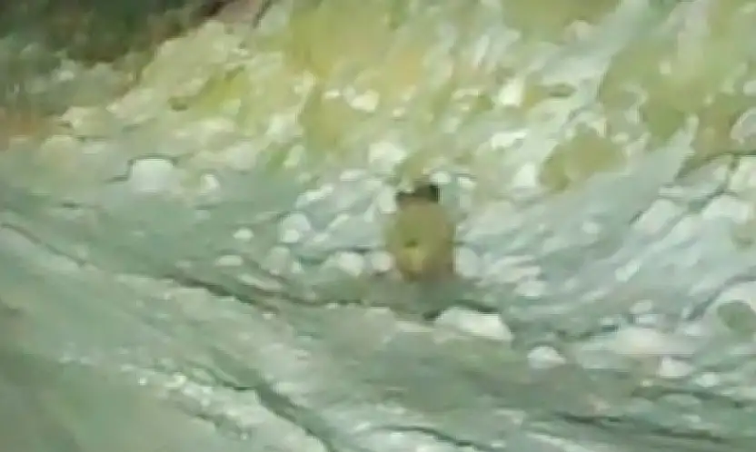 Konya'da karda aç kalan yaban domuzlar karayoluna indi