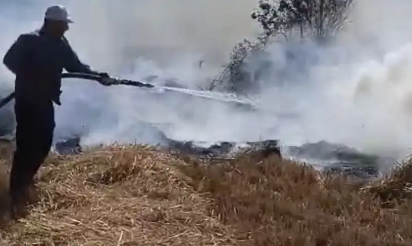 Konya'da korkutan yangın! Sazlıkta başladı, ormanlık alana sıçradı