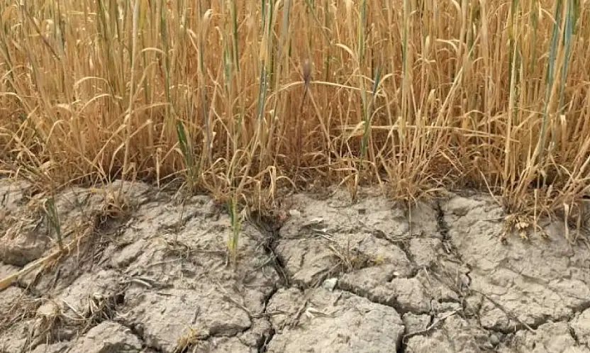 Konya'da Kuraklık Alarmı: 2026 Sulama Sezonunda Kısıtlı Sulama Uygulanacak