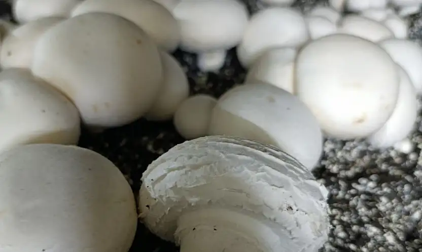 Konya'da mantar üretiminde kalite denetimi