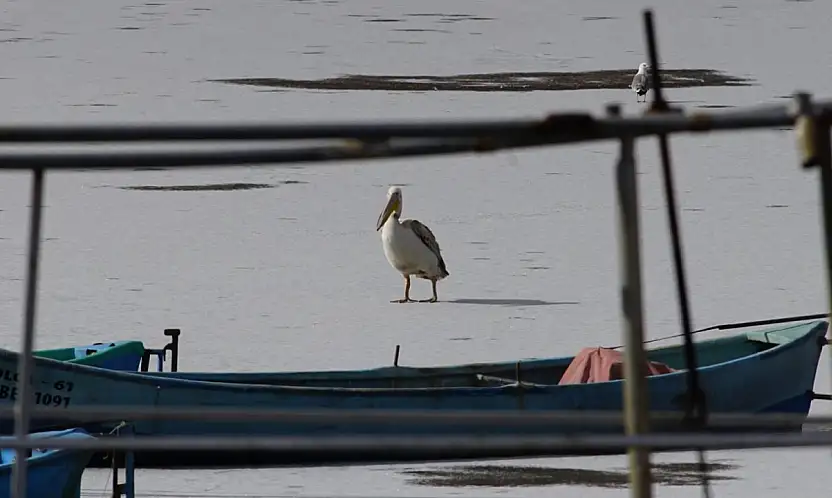 Konya'da nadir anlar: Kış ortasında göç sürprizi