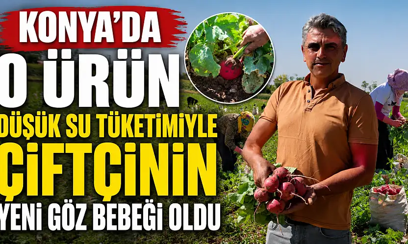 Konya'da o ürün düşük su tüketimiyle çiftçinin yeni göz bebeği oldu