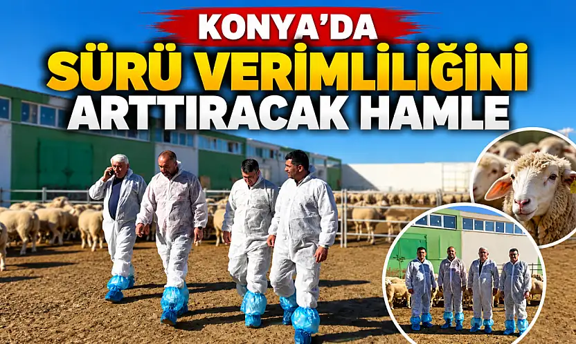 Konya'da sürü verimliliğini arttıracak hamle