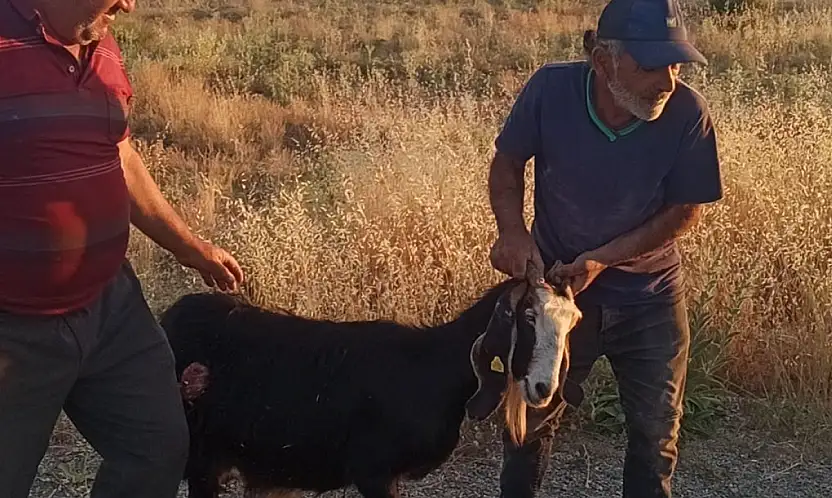 Konya'da sürüden ayrılan keçi köpeklerin hedefi oldu