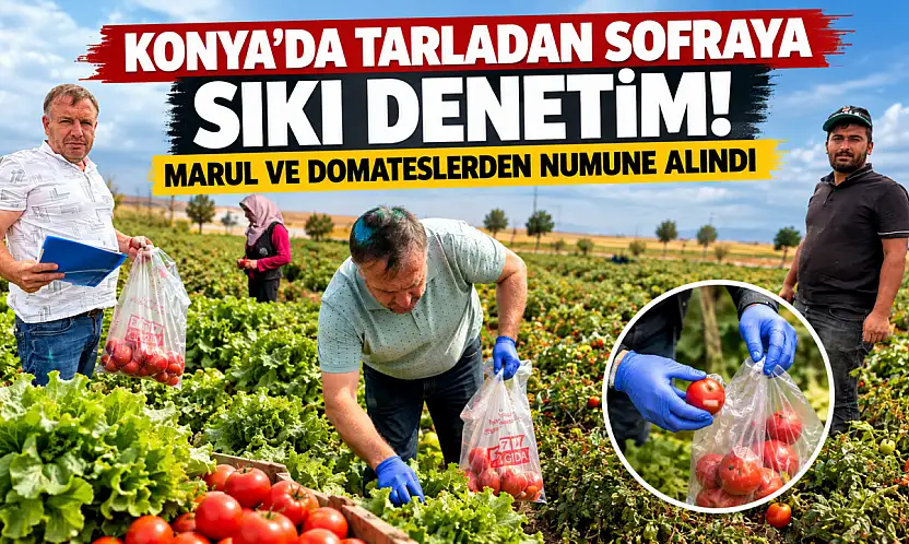 Konya'da tarladan sofraya sıkı denetim! Marul ve domateslerden numune alındı