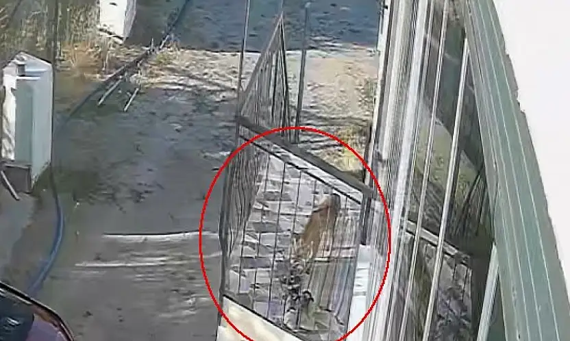 Konya'da terlik hırsızının kim olduğu ortaya çıktı! Görenler gözlerine inanamadı