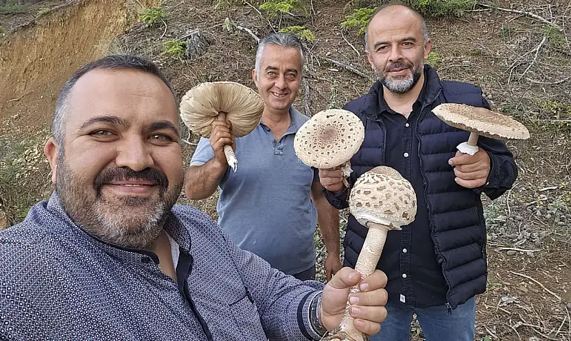 Konya'da yağış sonrası mantar bereketi:  Testereyle kestiler