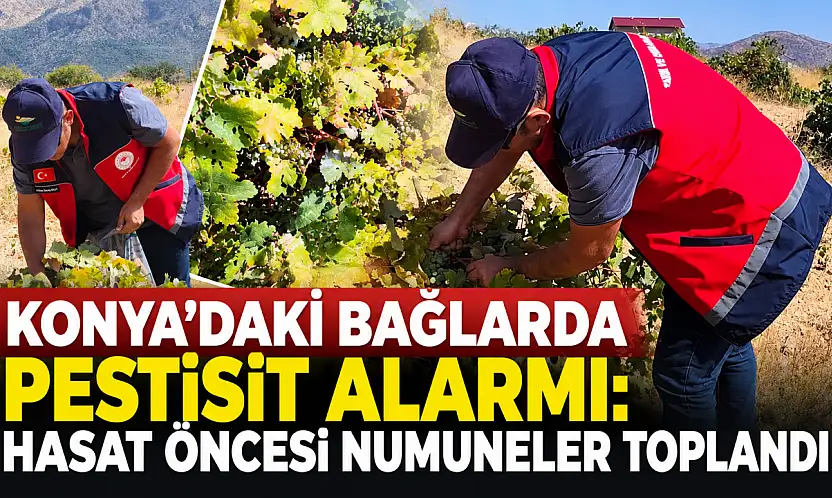 Konya'daki bağlarda pestisit alarmı: Hasat öncesi numuneler toplandı