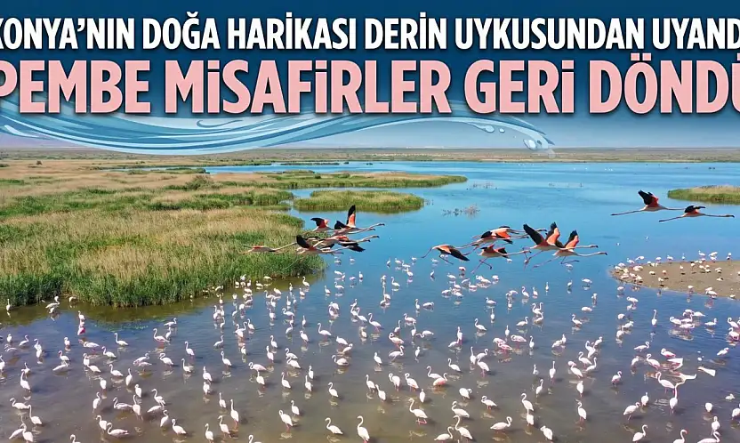 Konya'nın doğa harikası derin uykusundan uyandı! Pembe misafirler geri döndü