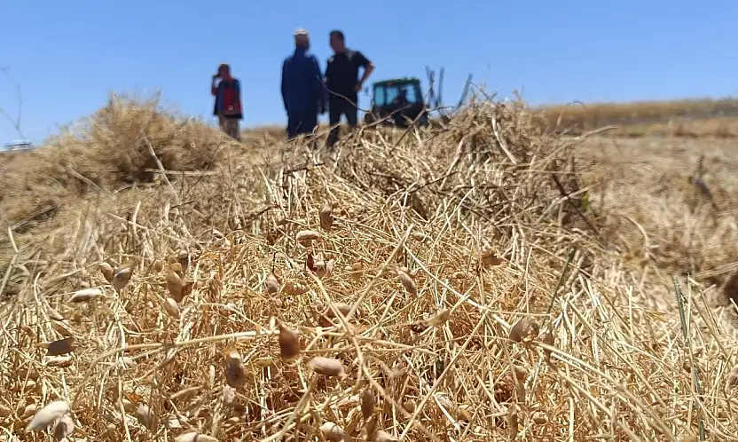 Konya'nın kırmızı incisinde hasat başladı