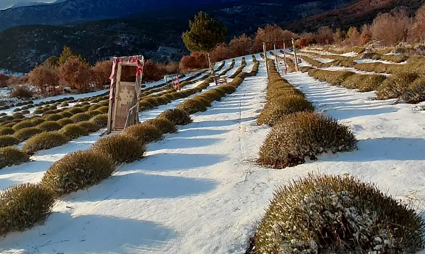 Konya'nın mor bahçeleri beyaza büründü
