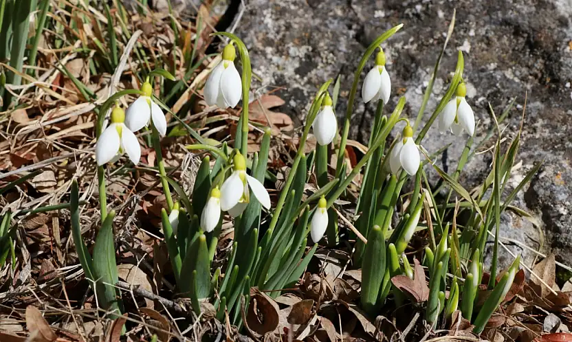 Konya'nın yüksek kesimlerinde şaşırtan manzara!