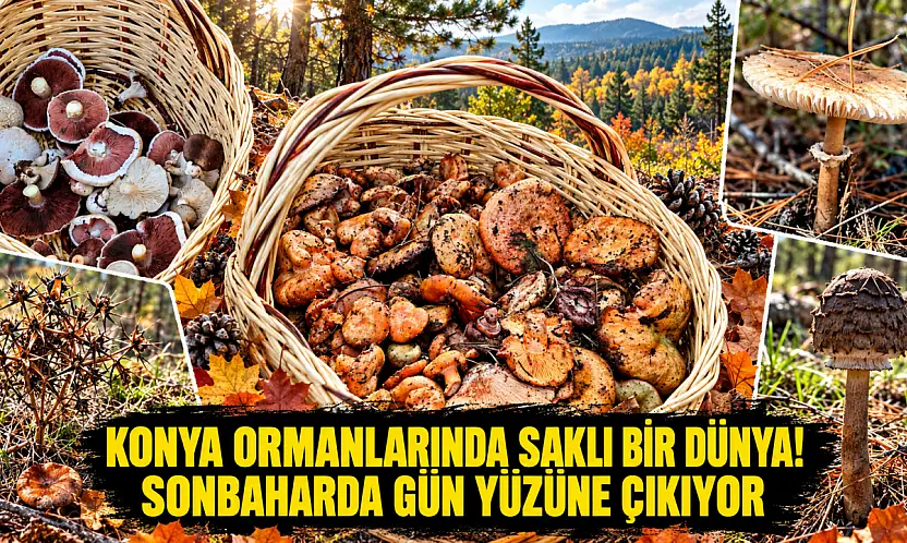 Konya ormanlarında saklı bir dünya! Sonbaharda gün yüzüne çıkıyor