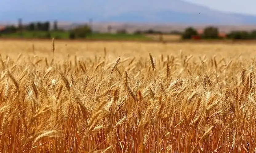 Konya Ovası'nda çiftçinin bayramı başladı!