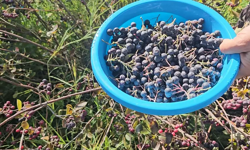 Konya Ovası'nda ezber bozan üretim! Kilogramı 250 liradan satılıyor