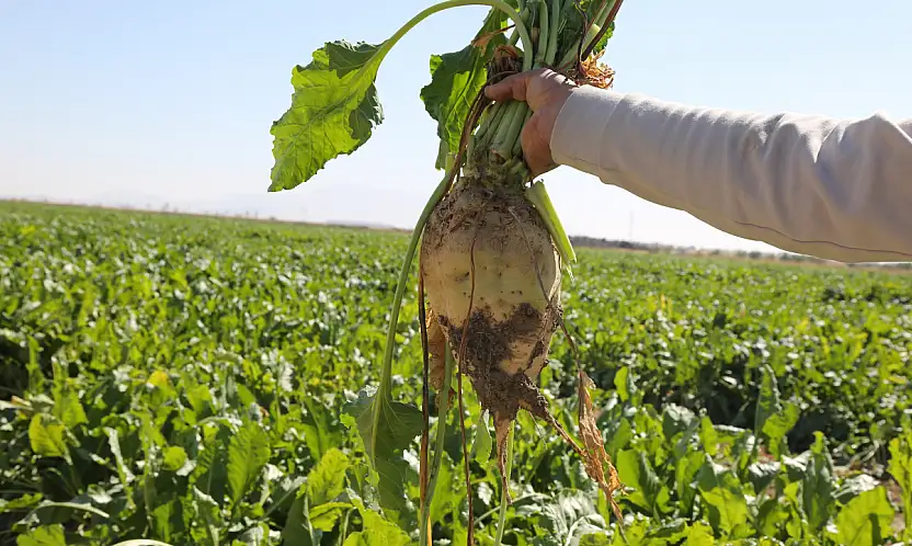 Konya Şeker'den üreticiye dev destek: Tam 12 milyar TL!