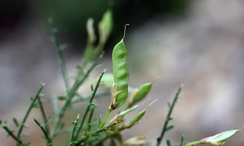 Selçuk Üniversitesi emekli öğretim üyesinden bilim dünyasını heyecanlandıran keşif
