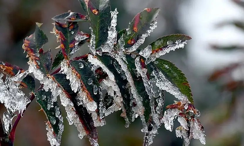 Konyalı çiftçiler dikkat! AKOM'dan zirai don uyarısı geldi!