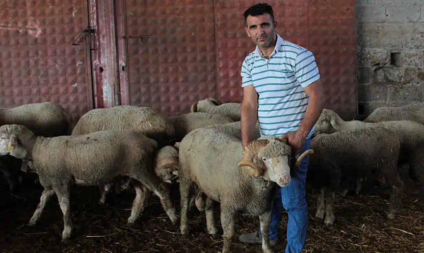 Milyonluk koçun yavruları Konya yolcusu