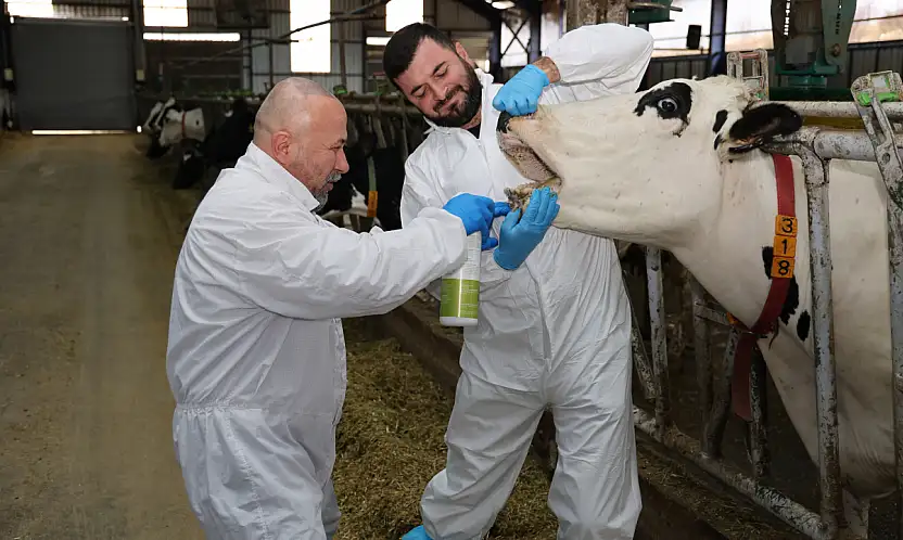 Şap hastalığına karşı yerli çözüm: Hayvanları hızla iyileştiriyor