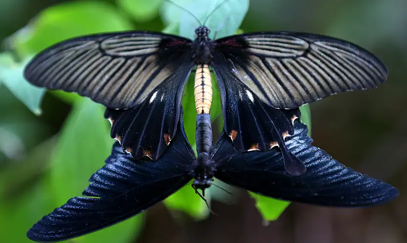 Şebiarus'a özel büyülü hazırlık! Konya'da binlercesi ziyaretçileri bekliyor