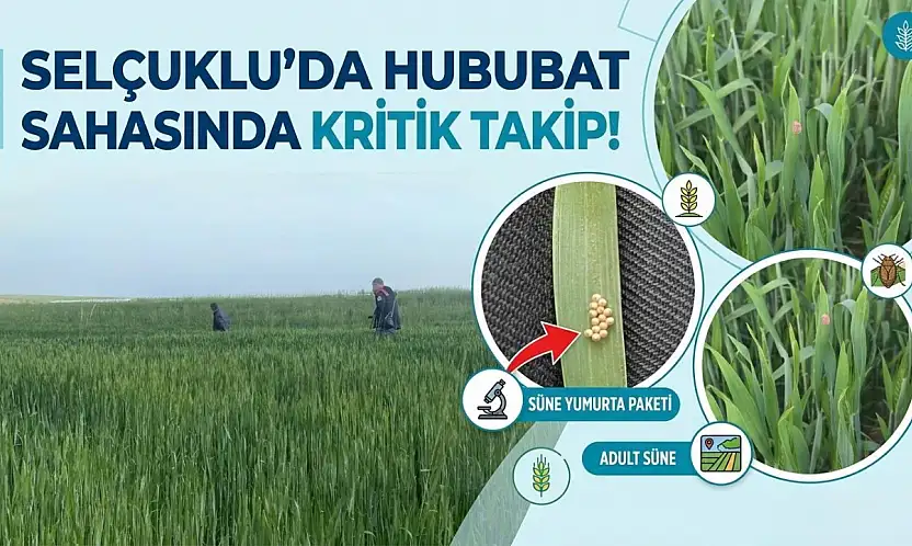 Selçuklu'da hububat sahasında kritik takip