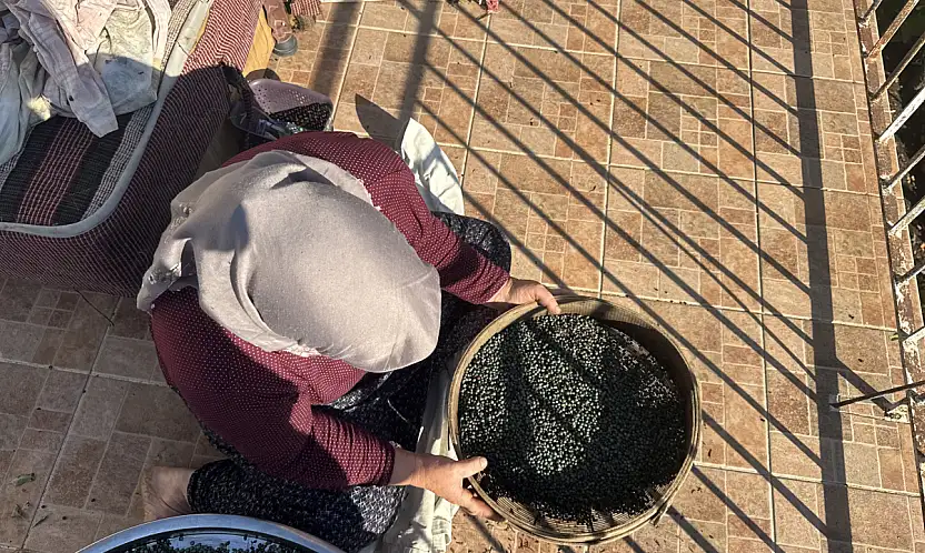 Toroslar'da kendi kendine yetişiyor, meyvesi de yağı da posası da para ediyor