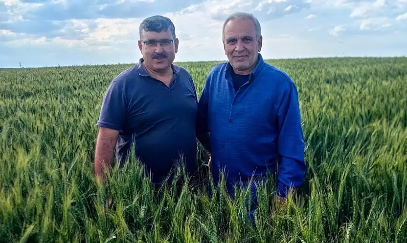 Türkiye'nin en kalitelisi Konya'da yetişiyor ama hasat öncesi tehlike sinyalleri çaldı