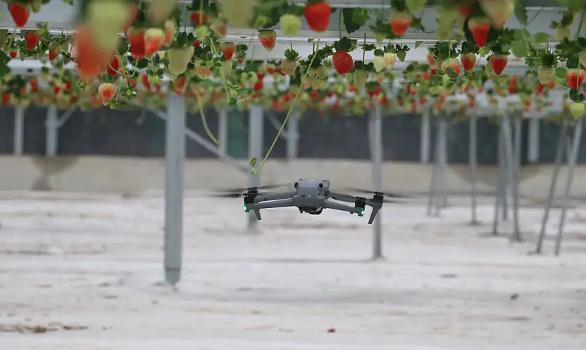 Yapay zeka tarlaya girdi: Dronlarla üretip dünyaya satılıyor