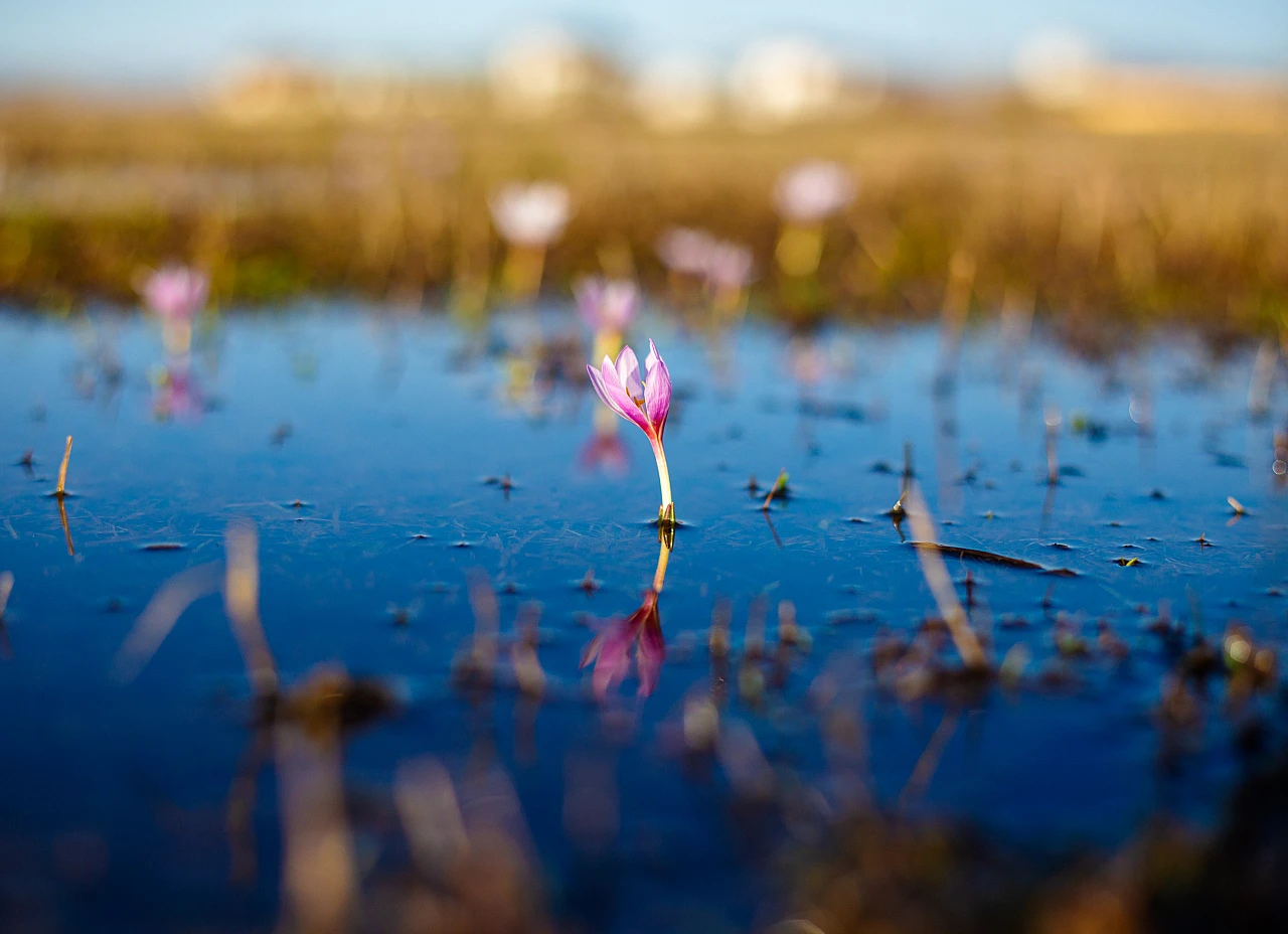 Ardahan'da kardelenler doğayı renklendiriyor