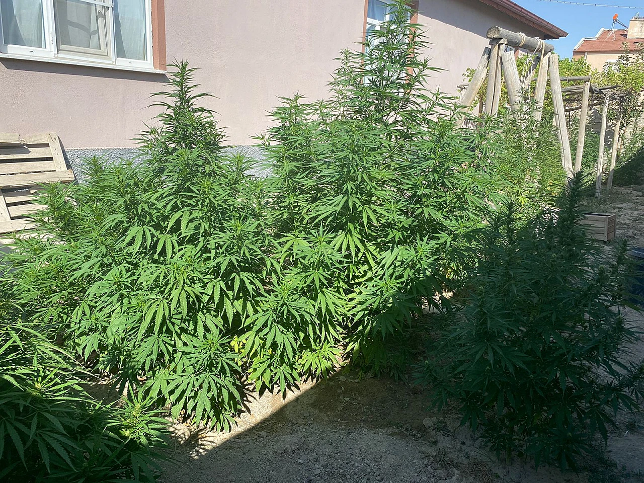 Cihanbeyli'de uyuşturucu operasyonu!