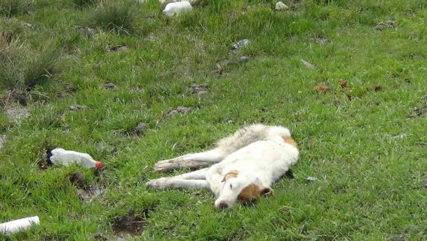 Kars'ta yaralı köpek ölüme terk edildi