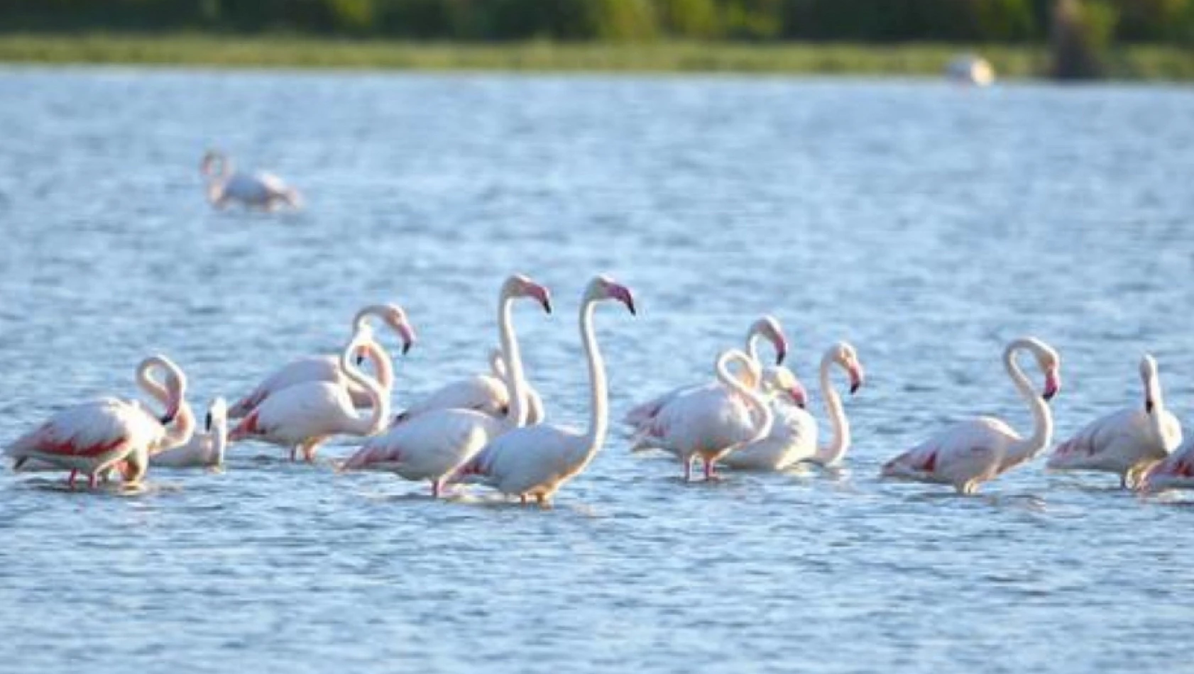 Akgöl flamingoları ağırlıyor